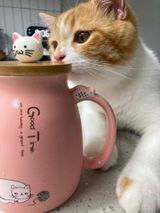 Scandi Kitty
