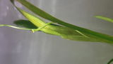 Sid review photo