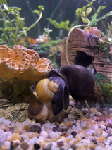 Ulisses review photo