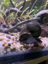Ulisses review photo