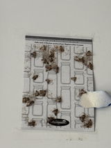 Inga Hecker review photo