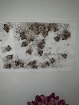 Reinhard Schnopp review photo