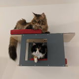 Devwolfie review photo