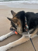 Lokithegermanhusky review photo