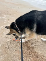 Lokithegermanhusky review photo