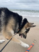 Lokithegermanhusky review photo