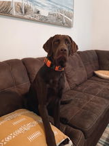 Lily S review photo