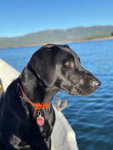 Maverick review photo