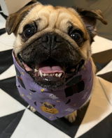 Happy Pugoween bandana