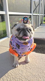 Happy Pugoween bandana