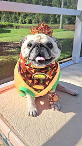 Taco Tuesday Bandana
