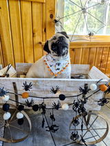 Puggin’ BOOtiful bandana