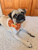 Pumpkin Patch bow tie