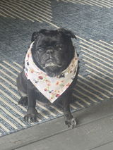 Puggin’ BOOtiful bandana