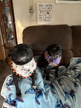 Happy Pugoween bandana