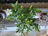 Zita review photo