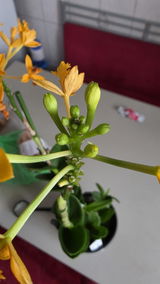 Nony Lacatus review photo