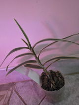 Giorgia review photo