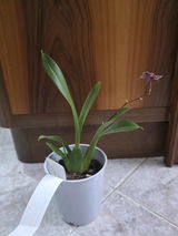 Giorgia review photo