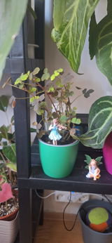 Georgescu Adriana review photo