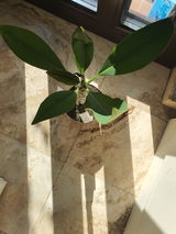Barbă Mihaela review photo