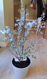 Livia Daniela Marincean review photo