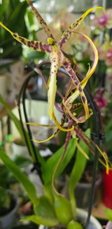 Luchian Gabriela review photo