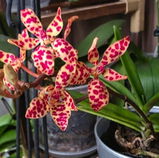 Luchian Gabriela review photo