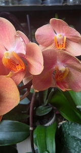 Luchian Gabriela review photo