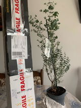 Adochitei Rodica review photo