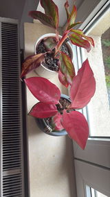 Pecican Andreea review photo