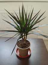 Irene Isvoreanu review photo