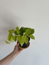 Diana Elena Spinu review photo