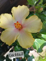 Petra Weise review photo