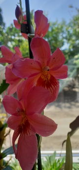 Tarziu Ileana review photo