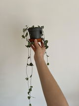 Diana Elena Spinu review photo