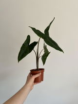 Diana Elena Spinu review photo