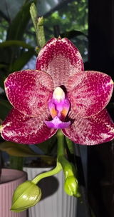 Luchian Gabriela review photo