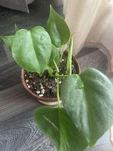 Golban Cristina review photo