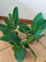Livio review photo