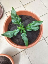 Maria Irina Salcudean review photo