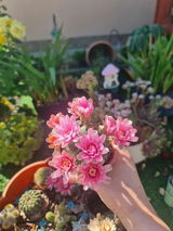 Sirbu Laura Irina review photo