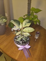 Corina Coman review photo