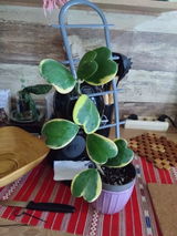 Trifan Ronela Cecilia review photo