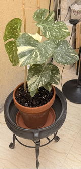 Ilie Doinita review photo