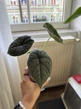Aurora Isachi review photo