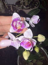 Bilyana Yordanova review photo