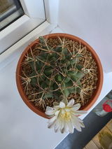 Csaba Mathe review photo