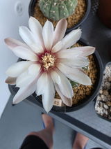 Csaba Mathe review photo