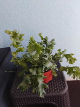 Cristescu Dumitra review photo